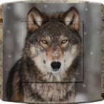 Prise DCAB0094 - Loup