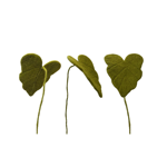 Branche de feuille d'Arum