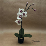 Branche d'Orchidée blanche en pot