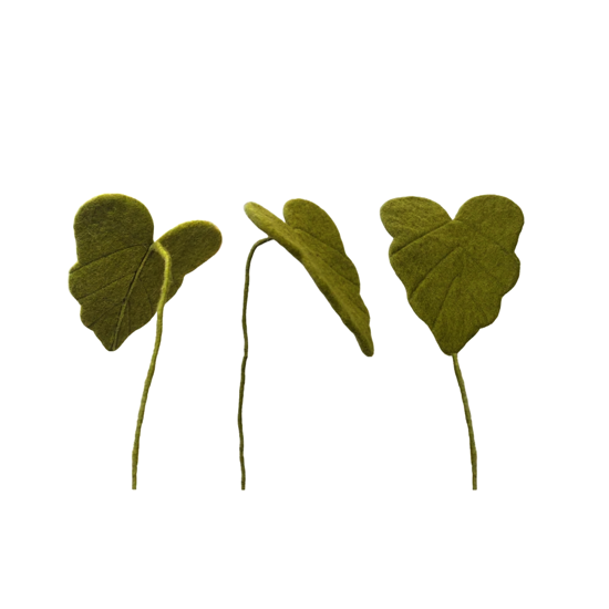 Branche de feuille d'Arum