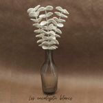 Branche d'Eucalyptus blanc