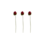 Branches de Roses rouges