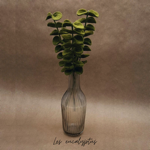 Branche d'Eucalyptus vert
