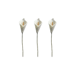 Branche de fleur d'Arum