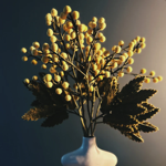Branche de fleurs de mimosas