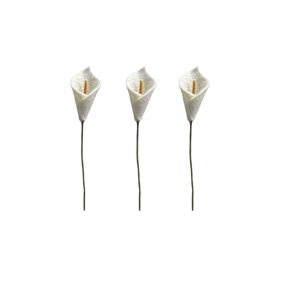 Branche de fleur d'Arum